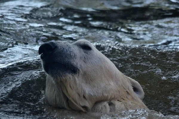 Ijsbeer Ursus Maritimus — Stockfoto