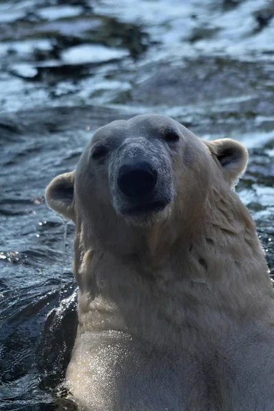 Ijsbeer Ursus Maritimus — Stockfoto