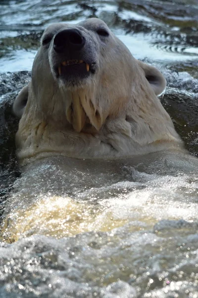 Orso Polare Ursus Maritimus — Foto Stock