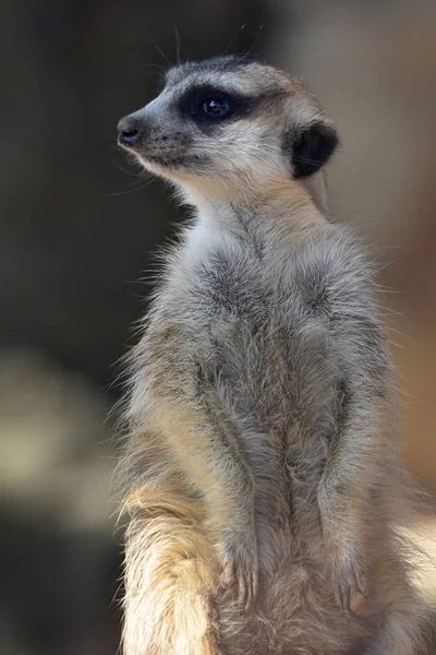 Meerkat Suricata Suricatta Sur Garde — Photo