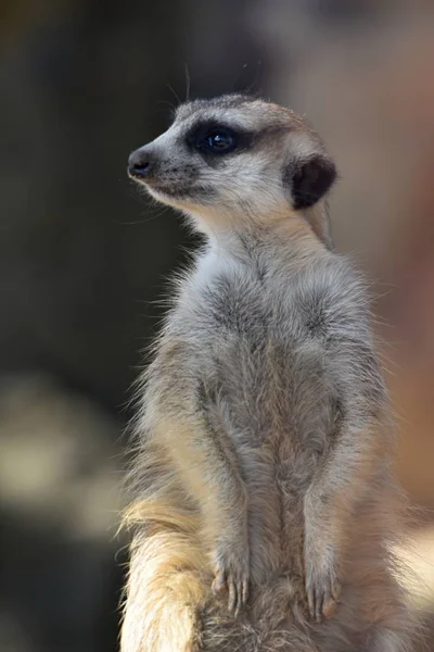 Meerkat Suricata Suricatta Guarda — Fotografia de Stock