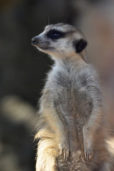 Meerkat Suricata Suricatta Guardia — Foto de Stock