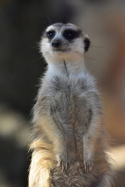 Meerkat 경비에 Suricata Suricatta — 스톡 사진