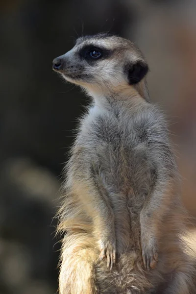 Meerkat Suricata Suricatta Sur Garde — Photo