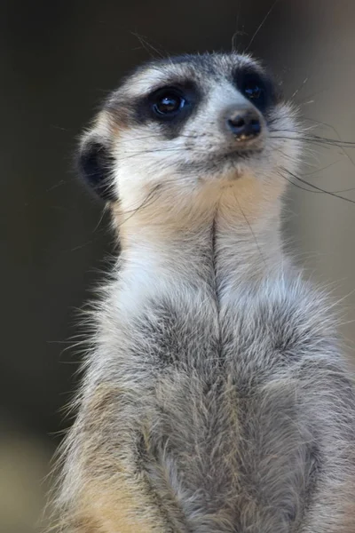 Meerkat Suricata Suricatta Tetikte — Stok fotoğraf