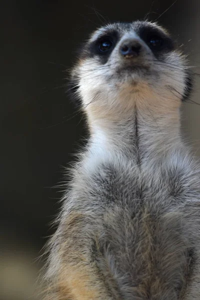 Meerkat Suricata Suricatta Straży — Zdjęcie stockowe