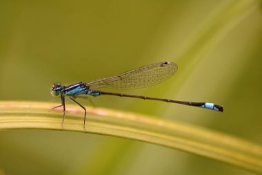 Mavi kuyruklu kızböcekleri (mavi elegans)