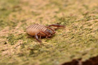 ev pseudoscorpion (Chelifer cancroides)