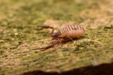 ev pseudoscorpion (Chelifer cancroides)