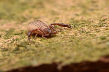 ev pseudoscorpion (Chelifer cancroides)