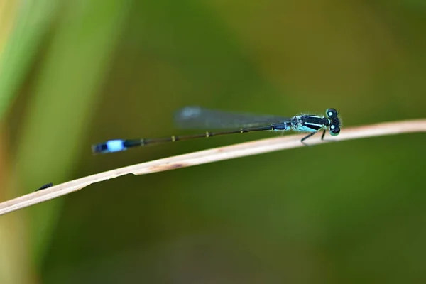 Mavi Kuyruklu Kızböcekleri Mavi Elegans — Stok fotoğraf