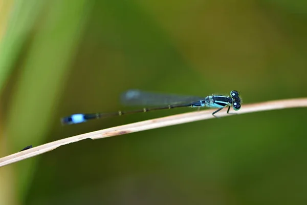 Μπλε Tailed Damselfly Ischnura Elegans — Φωτογραφία Αρχείου