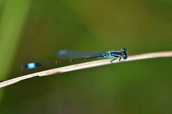 Modrá Sledoval Motýlice Ischnura Elegans — Stock fotografie