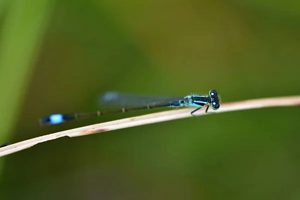 Modrá Sledoval Motýlice Ischnura Elegans — Stock fotografie