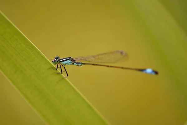 青い尾イトトンボ 接触線虫 — ストック写真
