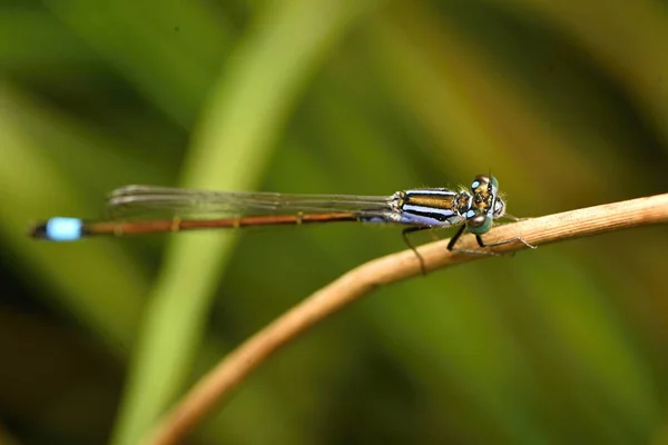 Mouche Blanche Ischnura Elegans — Photo