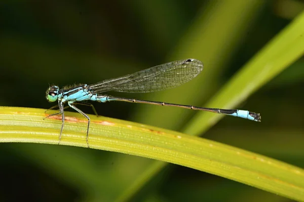 Mavi Kuyruklu Kızböcekleri Mavi Elegans — Stok fotoğraf