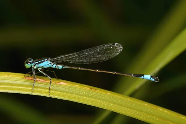 Mavi kuyruklu kızböcekleri (mavi elegans)
