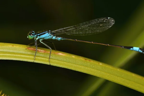 Mosca Cola Azul Ischnura Elegans —  Fotos de Stock