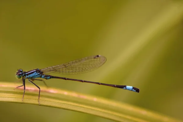 Mavi Kuyruklu Kızböcekleri Mavi Elegans — Stok fotoğraf