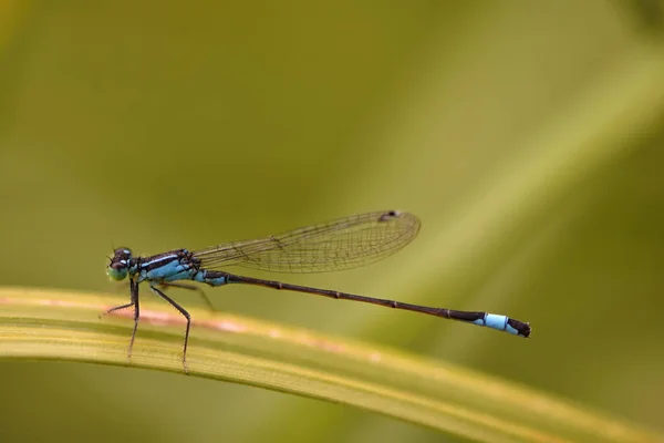 Mavi Kuyruklu Kızböcekleri Mavi Elegans — Stok fotoğraf