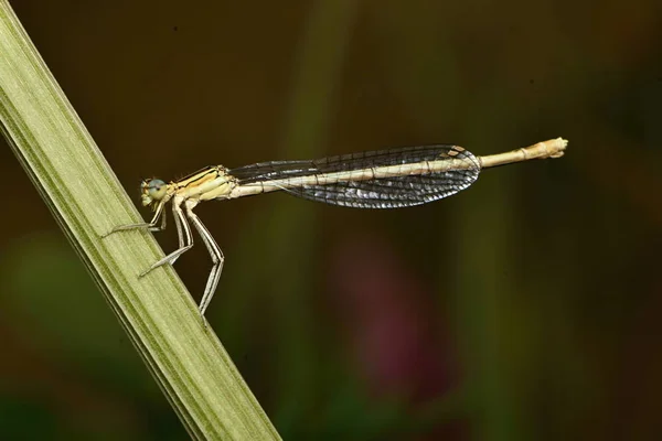 Blå Tailed Flickslända Ischnura Elegans — Stockfoto