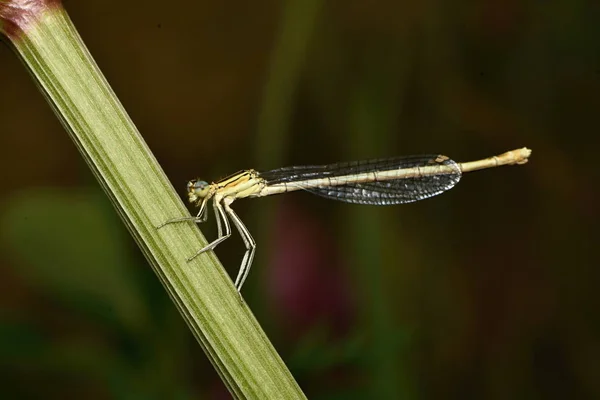 Mosca Cola Azul Ischnura Elegans —  Fotos de Stock