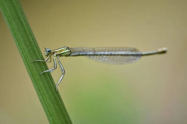 Mosca Cola Azul Ischnura Elegans —  Fotos de Stock