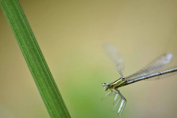 Blauschwanzlibelle Ischnura Elegans — Stockfoto