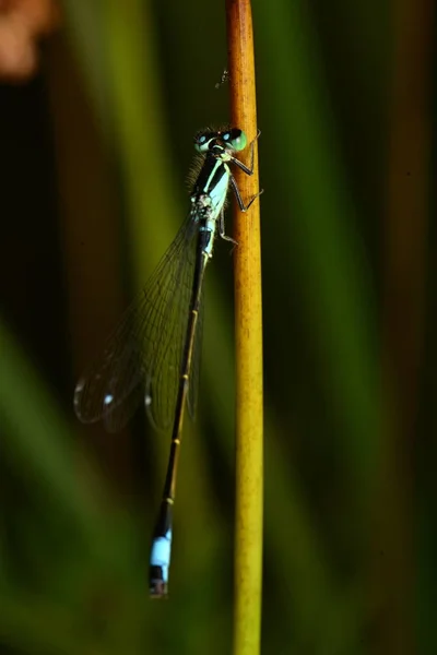 Mosca Cola Azul Ischnura Elegans —  Fotos de Stock