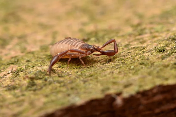 ev pseudoscorpion (Chelifer cancroides)