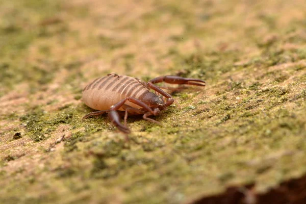 Casa Pseudoscorpion Chelifer Cancroides — Fotografia de Stock