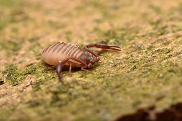 Ház Pseudoscorpion Chelifer Cancroides — Stock Fotó