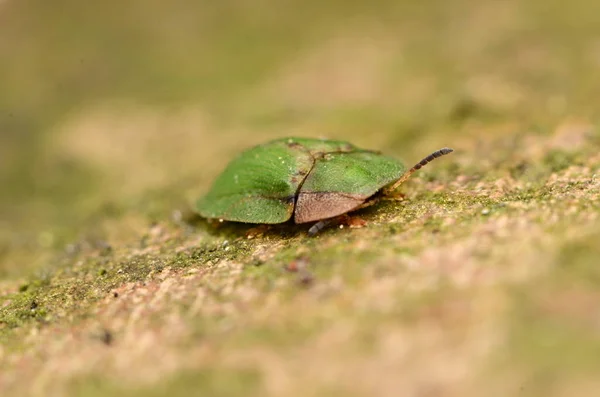 Tartaruga Scarabeo Miniera Scarabeo Tartaruga Verde — Foto Stock