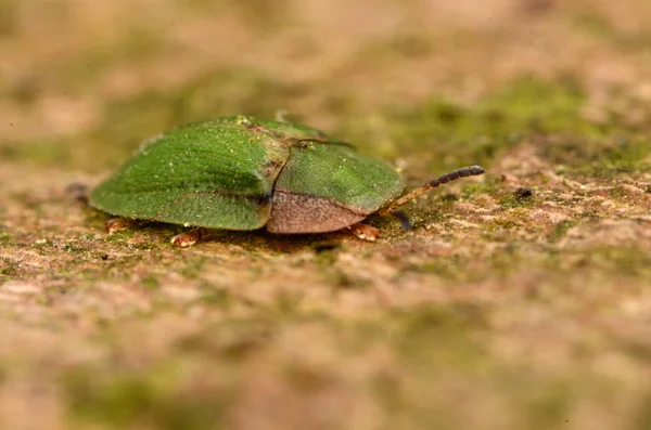 亀と葉を採掘する甲虫 緑の亀甲虫 — ストック写真