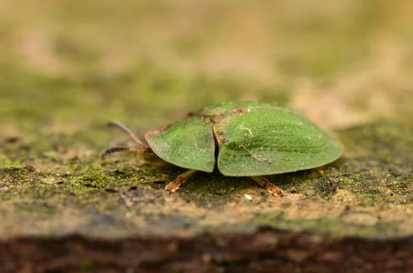 Tortoise Leaf Mining Beetle Green Tortoise Beetle — Stock Photo, Image