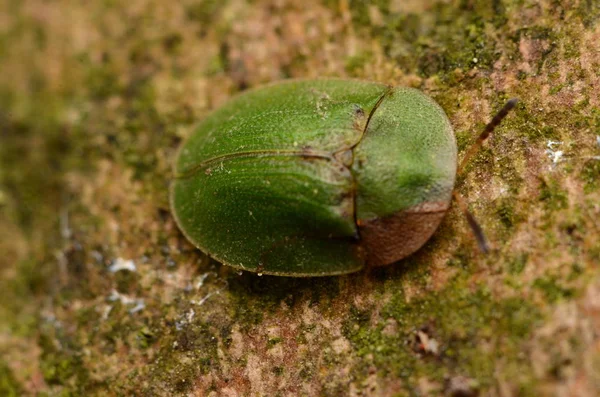Kaplumbağa Yaprak Madeni Böceği Yeşil Kaplumbağa Böceği — Stok fotoğraf
