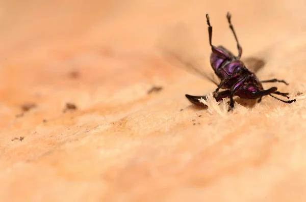 Weevil Beetle Rhynchites Bacchus — Stock Photo, Image