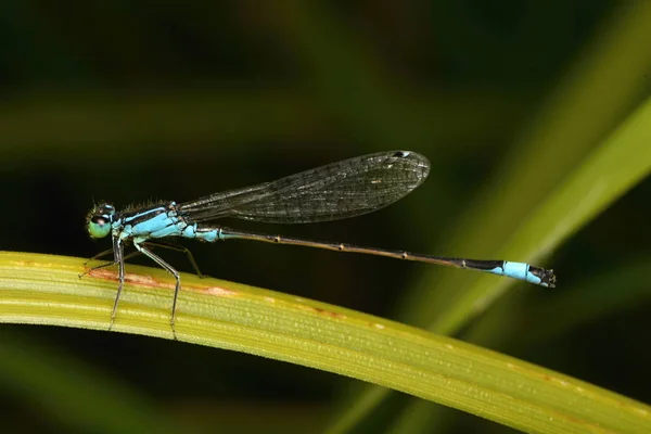 Mavi Kuyruklu Kızböcekleri Mavi Elegans Stok Fotoğraf