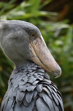 Shoebill (Balaeniceps rex) büyük Afrika kuş