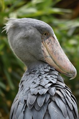 Shoebill (Balaeniceps rex) büyük Afrika kuş