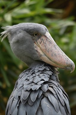 Shoebill (Balaeniceps rex) büyük Afrika kuş