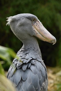 Shoebill (Balaeniceps rex) büyük Afrika kuş