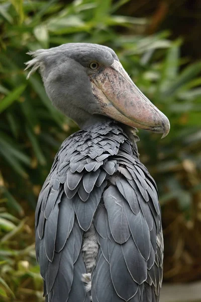 Schuhschnabel Balaeniceps Rex Großer Afrikanischer Vogel — Stockfoto