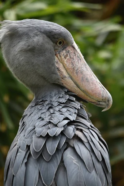 Duży Ptak Afrykański Trzewikodzioba Balaeniceps Rex — Zdjęcie stockowe