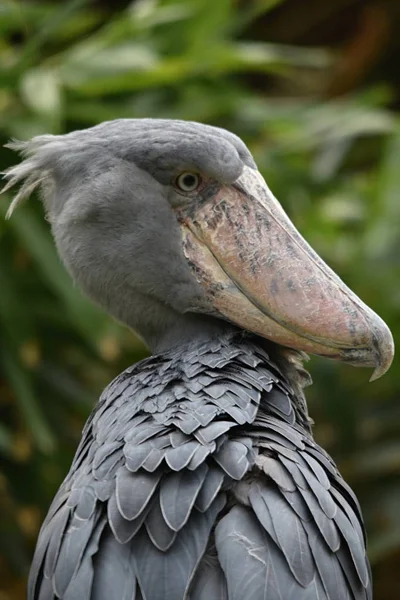 Velký Africký Pták Shoebill Balaeniceps Rex — Stock fotografie