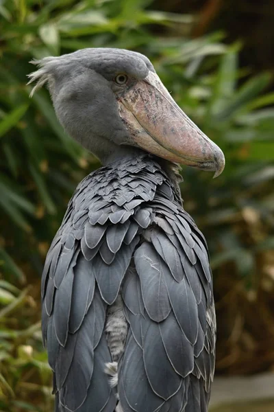 Velký Africký Pták Shoebill Balaeniceps Rex — Stock fotografie