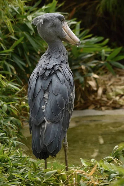 Shoebill Balaeniceps Rex Grande Pássaro Africano — Fotografia de Stock