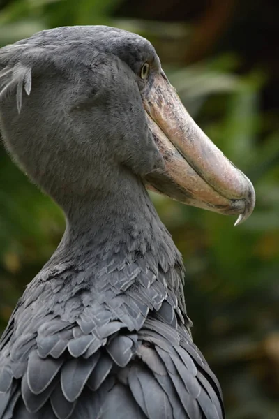 Duży Ptak Afrykański Trzewikodzioba Balaeniceps Rex — Zdjęcie stockowe