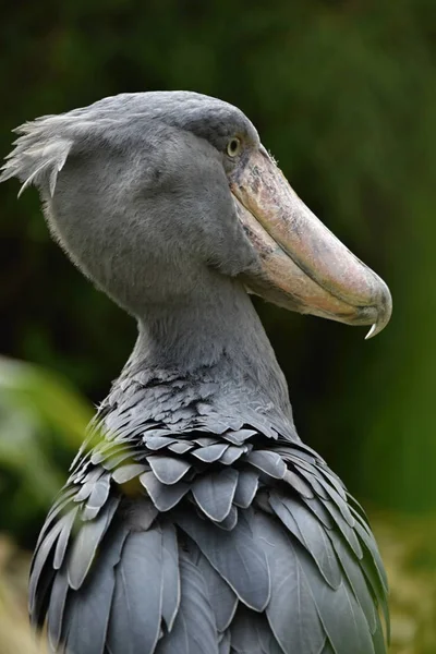 Shoebill Balaeniceps Rex Büyük Afrika Kuş — Stok fotoğraf
